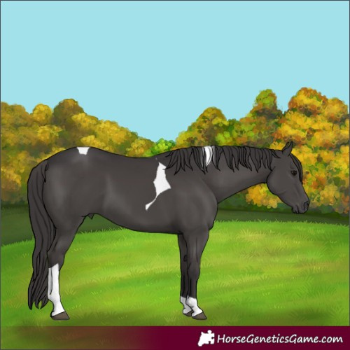 Horse Color:Smoky Black Tobiano 