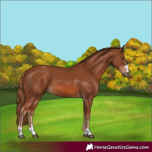 Horse Color:Chestnut 