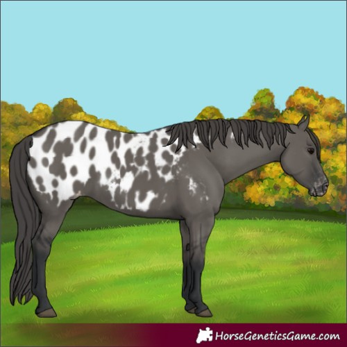 Horse Color:Grullo Appaloosa 