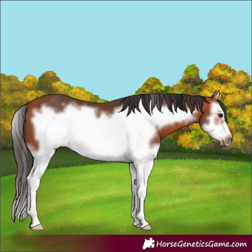Horse Color:Bay Splash Frame 