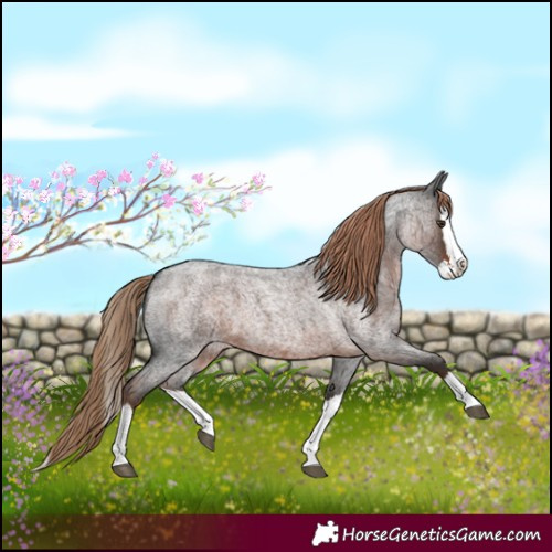 Horse Color:Liver Red Roan Splash 