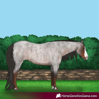 Horse Color:Liver Red Roan Splash 