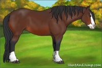 Horse Color:Bay Splash 