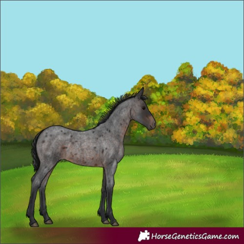 Horse Color:Brown Roan 