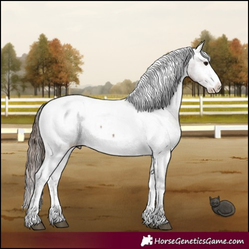 Horse Color:White Spotted Brown Sabino Snowcap 