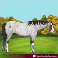 Horse Color:Liver Red Roan Splash 