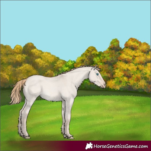 Horse Color:Smoky Creme Roan Dun Rabicano 
