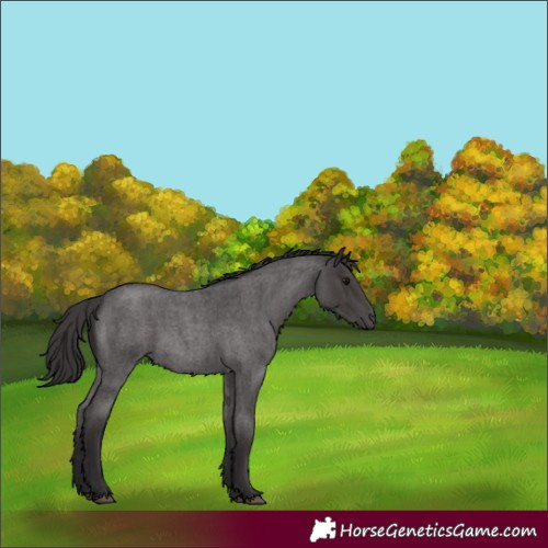 Horse Color:Smoky Blue Roan Rabicano 