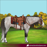 Horse Color:Liver Red Roan Splash 