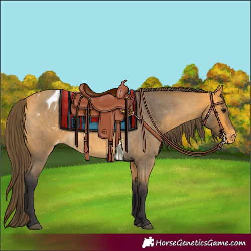 Horse Color:Buckskin Roan Appaloosa 