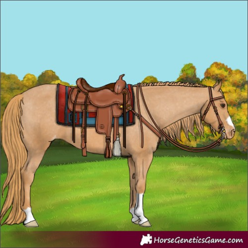 Horse Color:Chestnut Appaloosa 