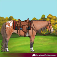 Horse Color:Bay Appaloosa 