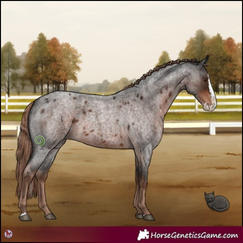 Horse Color:Liver Red Roan Splash