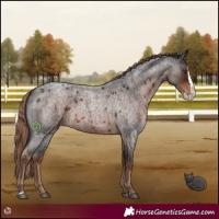 Horse Color:Liver Red Roan Splash 