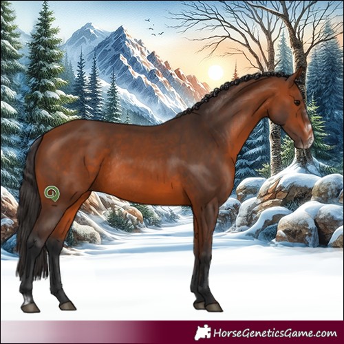 Horse Color:Bay Rabicano and Bay Frame Rabicano