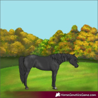 Horse Color:Black 