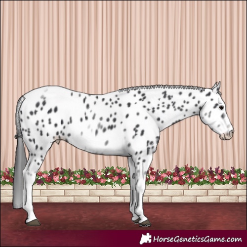 Horse Color:White Spotted Black Splash Tobiano Frame Appaloosa 