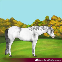 Horse Color:White Spotted Black 