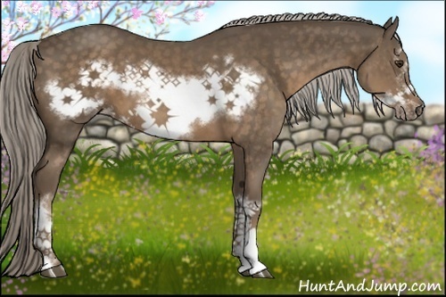 Horse Color:Chocolate Palomino Frame 