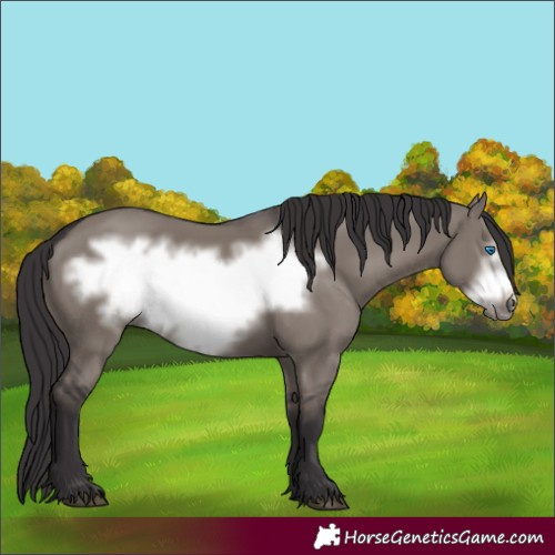 Horse Color:Smoky Grullo Frame