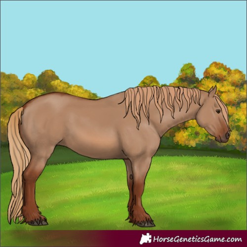 Horse Color:Red Dun 