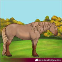 Horse Color:Red Dun 