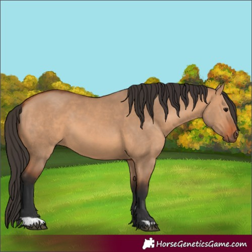 Horse Color:Bay Dun