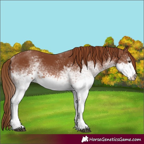 Horse Color:White Spotted Chestnut 