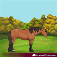 Horse Color:Bay 
