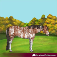 Horse Color:Bay Sabino Rabicano  and Bay Sabino Rabicano 