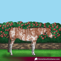 Horse Color:Bay Sabino Rabicano  and Bay Sabino Rabicano 