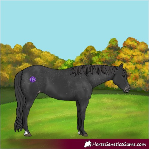 Horse Color:Black Appaloosa 