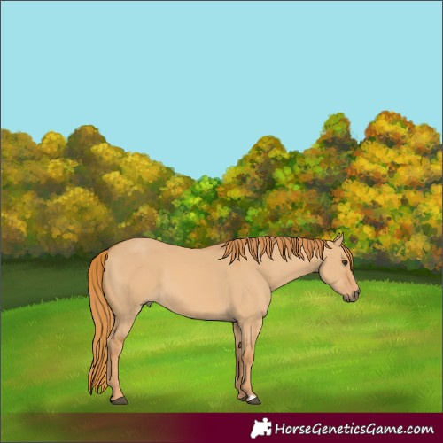 Horse Color:Red Dun