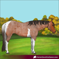 Horse Color:Bay Roan Tobiano