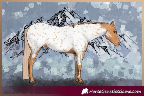 Horse Color:Chestnut Appaloosa 