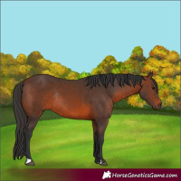 Horse Color:Brown Rabicano  and Brown Rabicano 