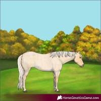 Horse Color:Palomino Roan 