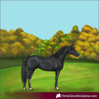 Horse Color:Platinum Black