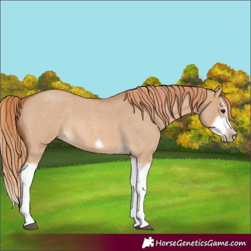 Horse Color:Red Dun Roan Splash Frame Rabicano 