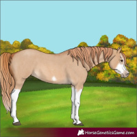 Horse Color:Red Dun Roan Splash Frame Rabicano