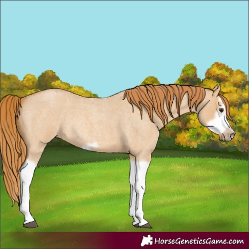 Horse Color:Red Dun Roan Splash Frame Rabicano 