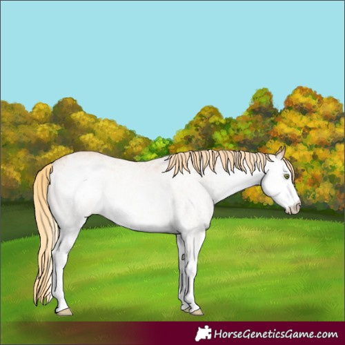 Horse Color:White Spotted Gold Champagne 