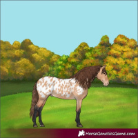 Horse Color:Bay Dun Appaloosa 