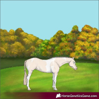 Horse Color:Perlino Tobiano
