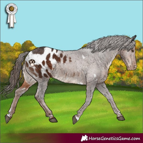 Horse Color:White Spotted Liver Chestnut Sabino Blanket 
