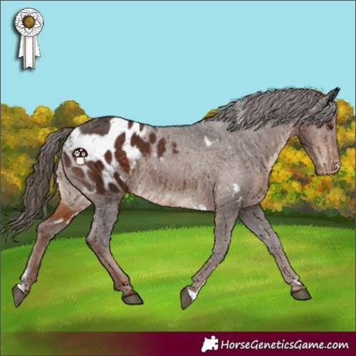Horse Color:White Spotted Liver Chestnut Sabino Appaloosa 