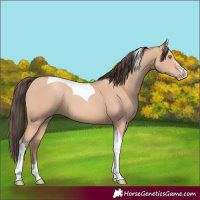 Horse Color:Amber Champagne Tobiano