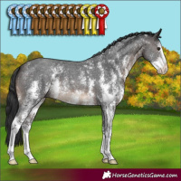 Horse Color:Brown Sabino 