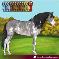 Horse Color:Brown Sabino 