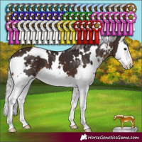 Horse Color:White Spotted Silver Brown Sabino Splash 